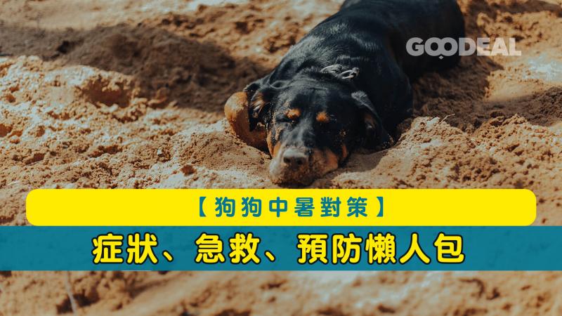【狗狗中暑對策】症狀、急救、預防懶人包